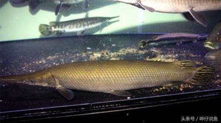 古巴三色龍魚：古巴三色龍魚的飼養方法