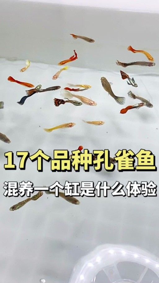 龍魚可以和孔雀魚混養嗎圖片