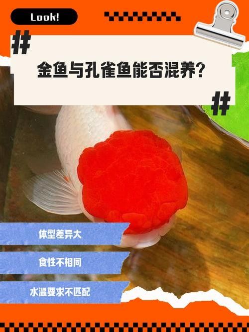 龍魚可以和孔雀魚混養嗎圖片