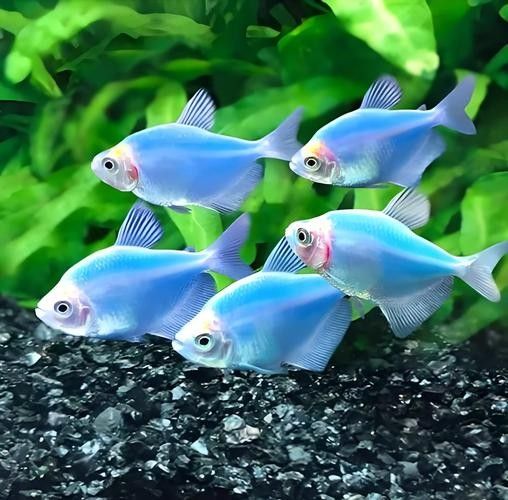 龍魚可以和孔雀魚混養嗎圖片