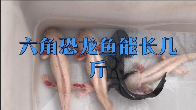 恐龍魚一年長多大