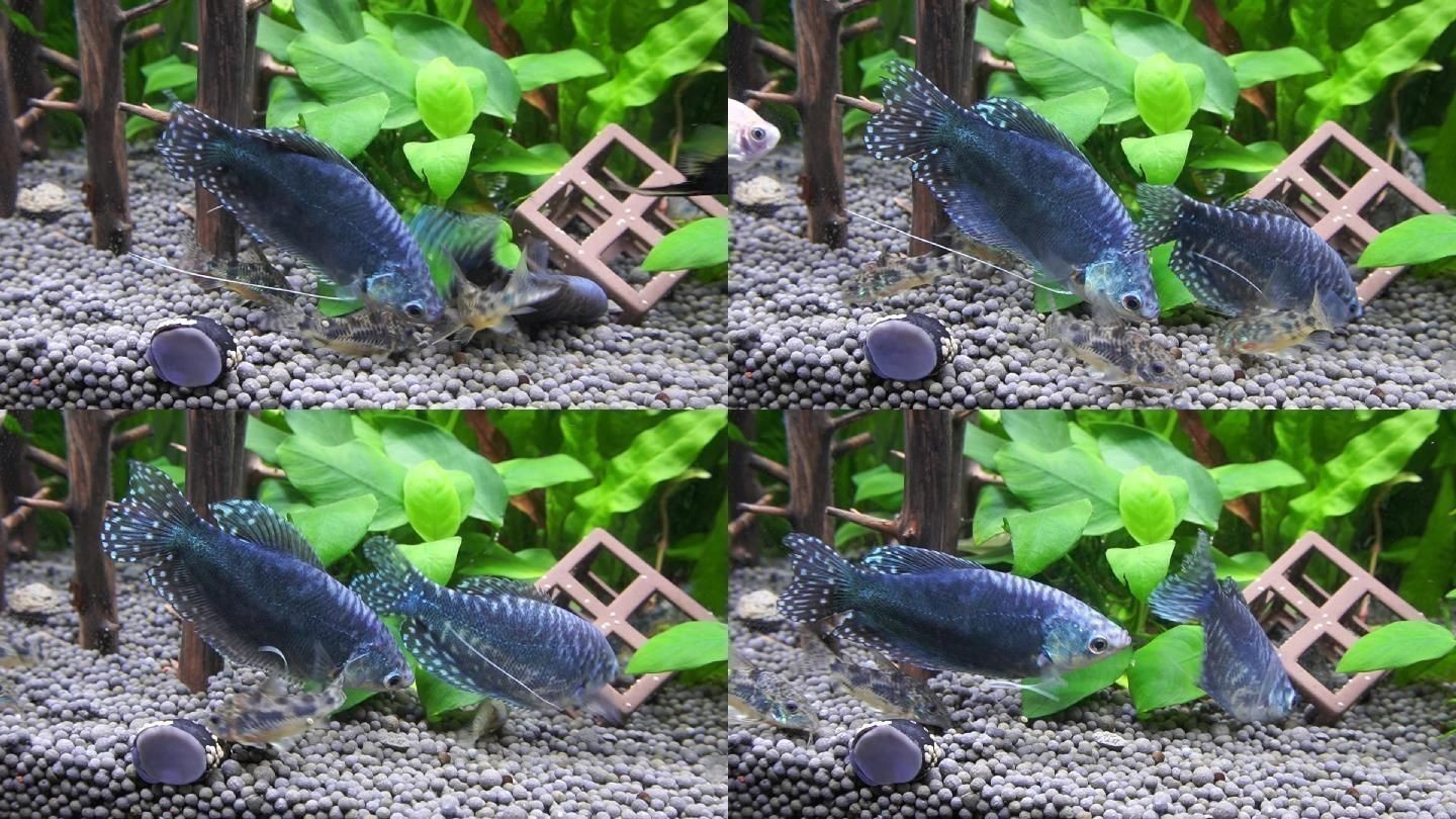 龍魚適合多大的魚缸：龍魚適合的魚缸尺寸