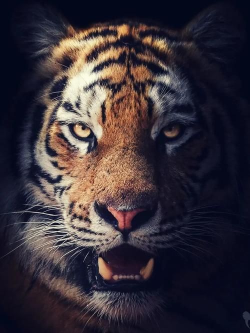 老虎壁紙4k超清全屏