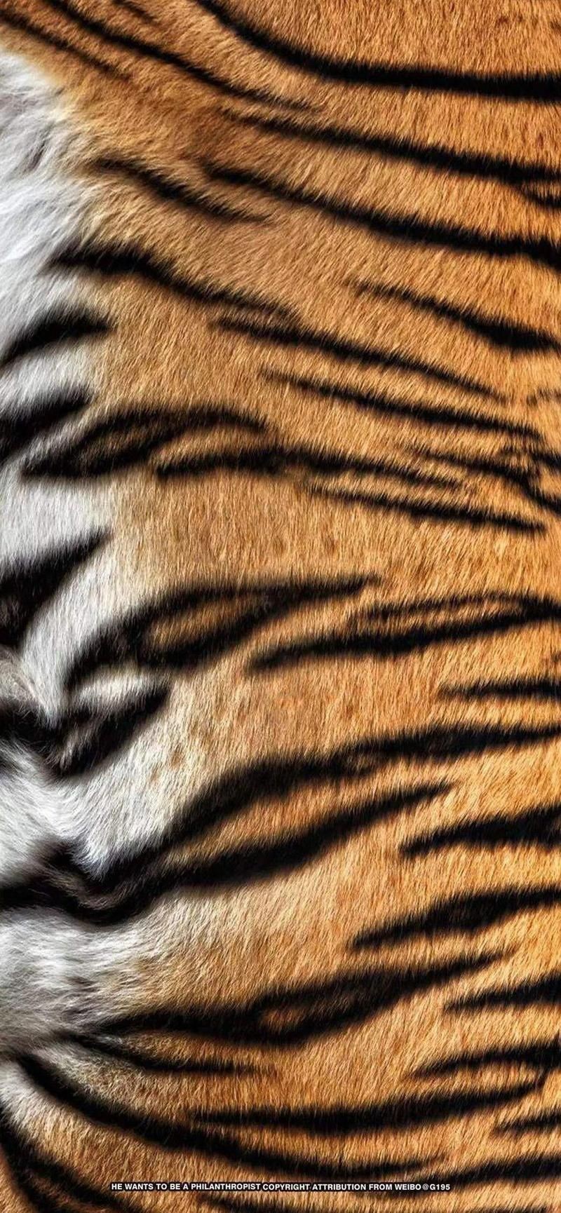 老虎壁紙4k超清全屏