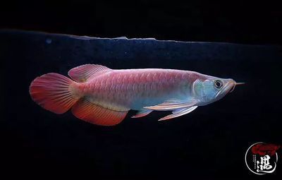龍魚缸魚糞怎么吸不進去：龍魚缸魚糞吸不進去怎么辦