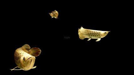 金龍魚壁紙高清壁紙4k：4k分辨率金龍魚高清壁紙4k分辨率4k分辨率