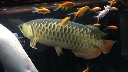 金龍魚壁紙高清壁紙4k：4k分辨率金龍魚高清壁紙4k分辨率4k分辨率