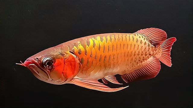 怎么看金龍魚的品質(zhì)和精神