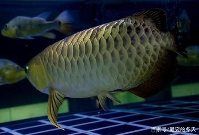 龍魚可以養幾條：1.5米的魚缸可以養3條小龍魚
