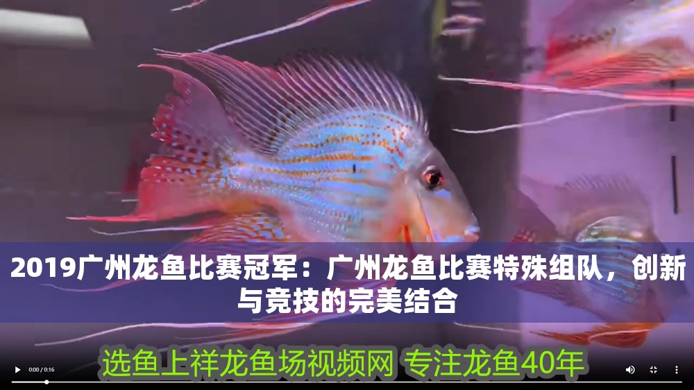 2019廣州龍魚比賽冠軍：廣州龍魚比賽特殊組隊，創(chuàng)新與競技的完美結(jié)合