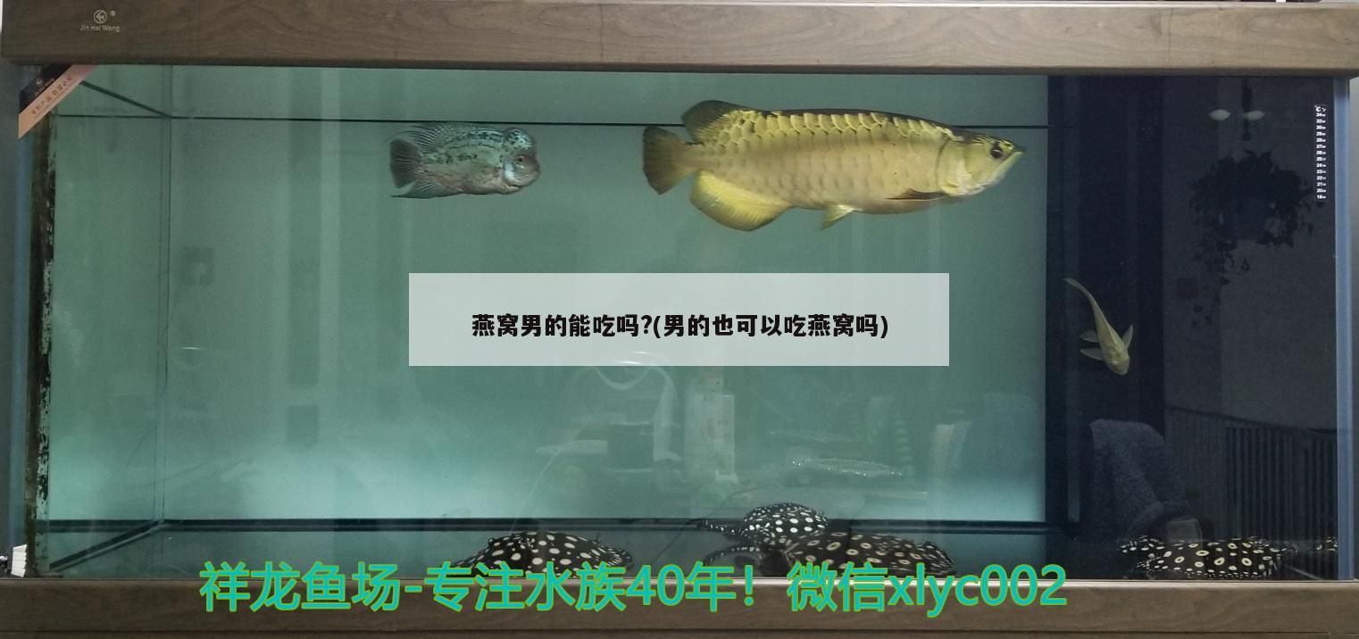 龍魚適合混養的魚種：龍魚適合混養的魚種有哪些
