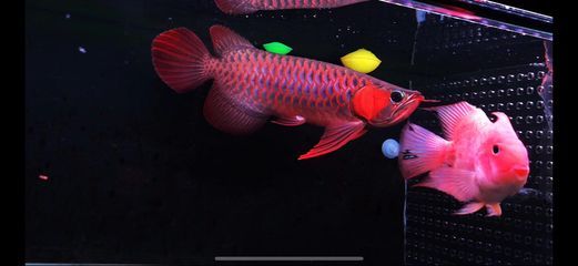 養龍魚用什么顏色燈好看：養龍魚時選擇什么樣的燈