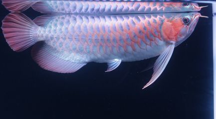 家里養龍魚好不好風水（養龍魚的風水禁忌）