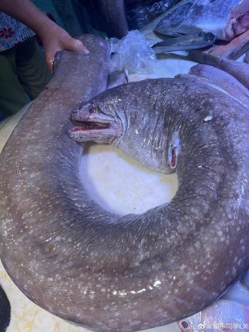 土龍魚是什么魚圖片大全大圖
