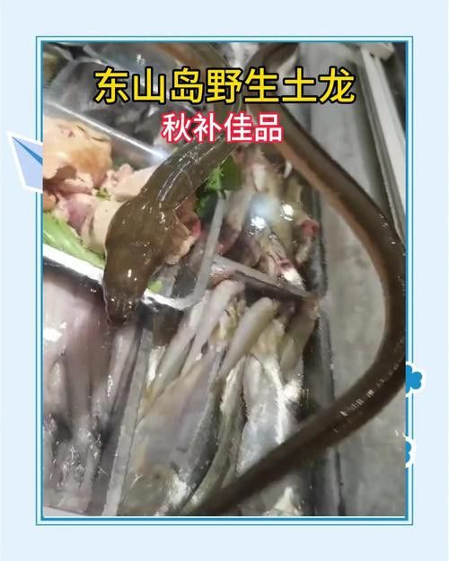 土龍魚是什么魚圖片大全大圖