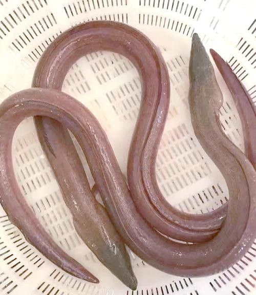 土龍魚是什么魚圖片大全大圖