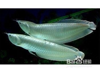 龍魚在下面不動(dòng)：龍魚在魚缸底部不動(dòng)可能由于多種因素導(dǎo)致的原因引起
