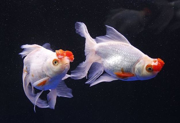 藍寶石魚能和什么魚混養 龍魚百科 第3張 藍寶石魚能和什么魚混養 藍寶石魚能和什么魚混養 龍魚百科 第3張