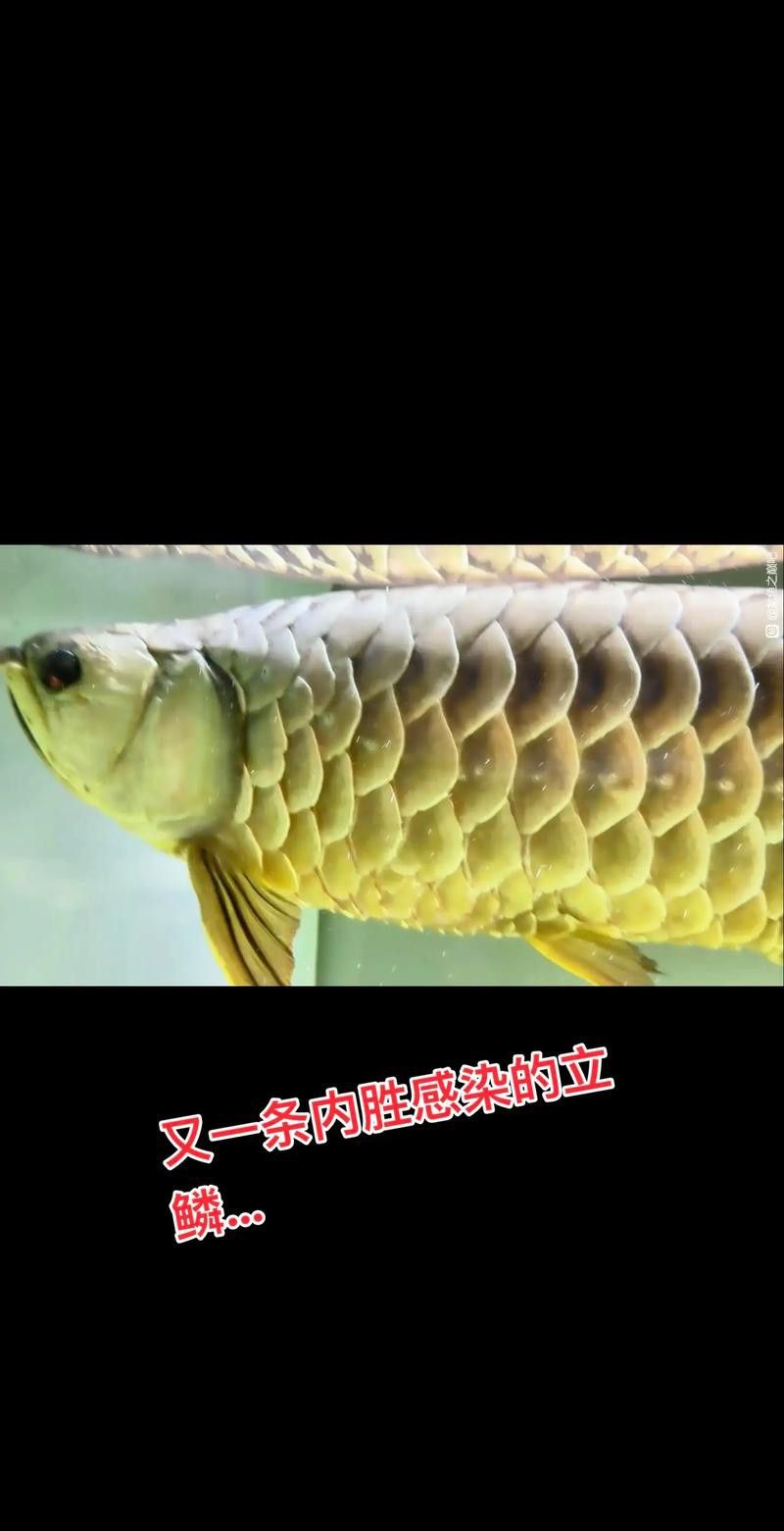給我一張金龍魚品相等級圖解