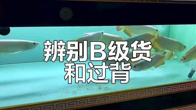 給我一張金龍魚品相等級圖解