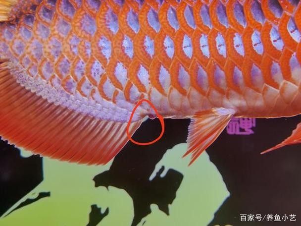 龍魚肛門紅腫怎么治療圖片