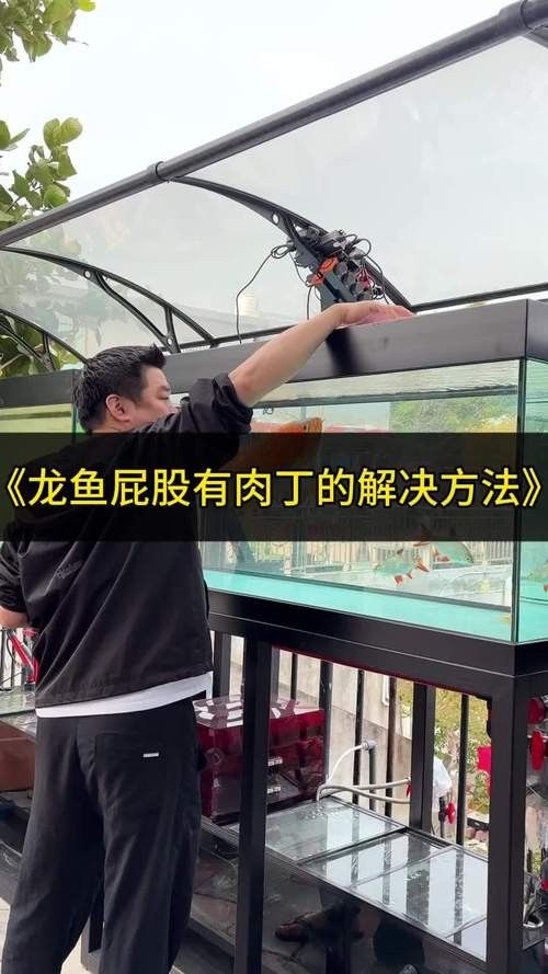 龍魚肛門紅腫怎么治療圖片