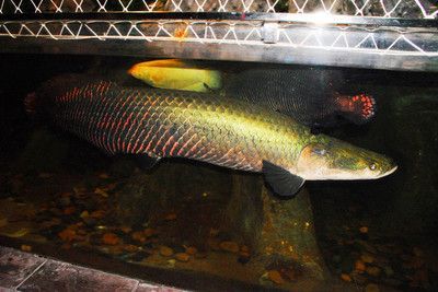 大土龍魚：\"大土龍魚\"可能是指一種特定的魚類