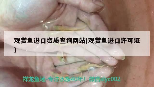龍魚證書查詢方法（如何查詢龍魚證書）