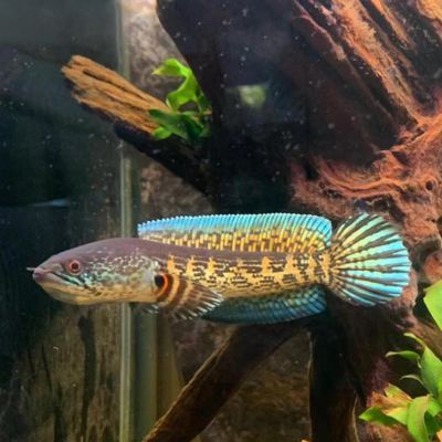 雷龍魚黃金眼鏡蛇和鬼王那個好（雷龍魚黃金眼鏡蛇和鬼王哪個好？）