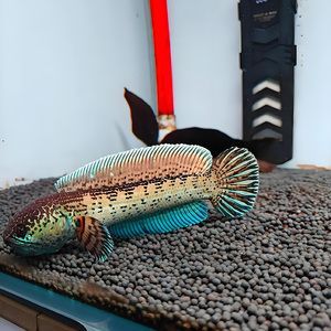 雷龍魚黃金眼鏡蛇和鬼王那個好（雷龍魚黃金眼鏡蛇和鬼王哪個好？）