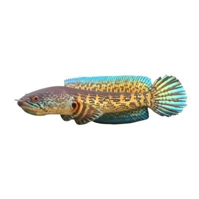 雷龍魚黃金眼鏡蛇和鬼王那個好（雷龍魚黃金眼鏡蛇和鬼王哪個好？）