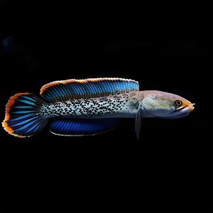 雷龍魚黃金眼鏡蛇和鬼王那個好（雷龍魚黃金眼鏡蛇和鬼王哪個好？）