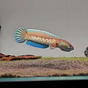 雷龍魚黃金眼鏡蛇和鬼王那個好（雷龍魚黃金眼鏡蛇和鬼王哪個好？）