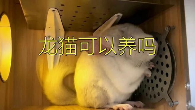 龍貓適合什么季節養？