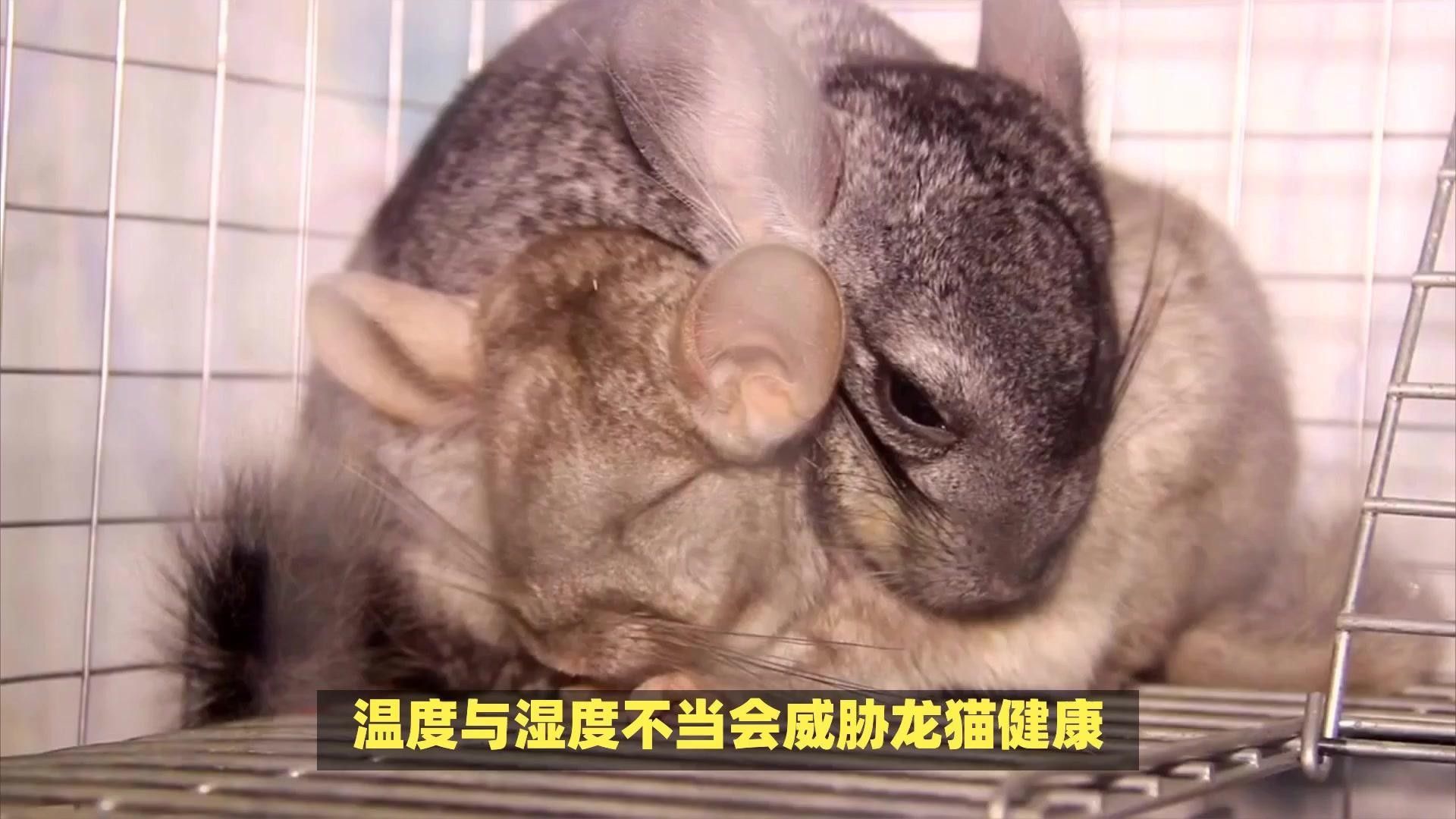 龍貓適合什么季節養？