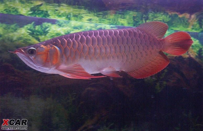 紫艷辣椒紅龍和血紅龍的飼養難度如何？