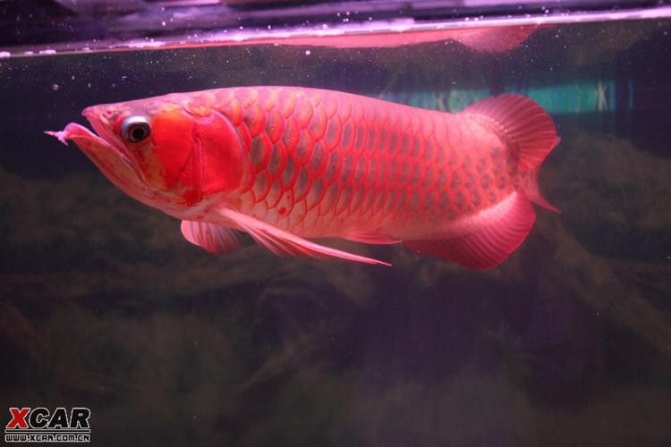 紫艷辣椒紅龍和血紅龍的飼養難度如何？
