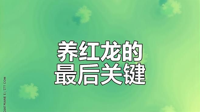 紫艷辣椒紅龍和血紅龍的飼養難度如何？