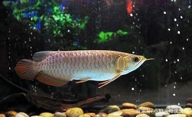 龍魚哪里買好養活又便宜（大規模繁殖漁場：廣州龍虎匯繁殖漁場）