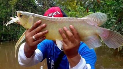 龍魚斜游越來越厲害怎么辦（龍魚斜游越來越厲害怎么辦龍魚斜游越來越厲害怎么辦）
