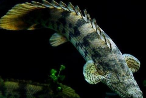 恐龍魚可以和其他魚一起養嗎，恐龍魚可以與其他魚類一起養嗎