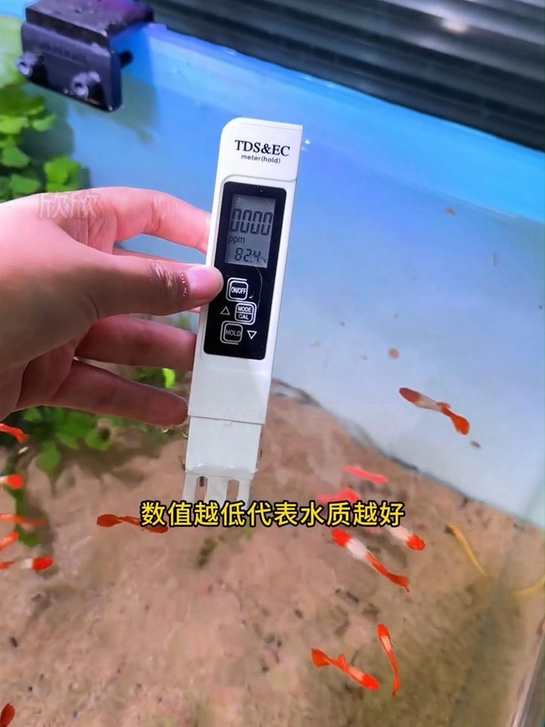 如何預防紅龍魚趴缸？