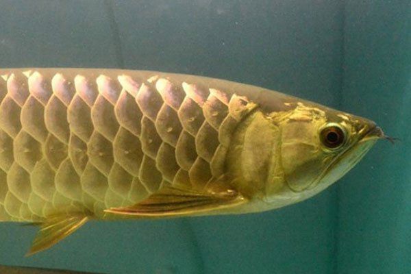 紅龍魚立鱗病最佳治療方法