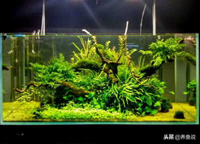紅龍魚長到多大才用紫色燈照（紅龍魚長到多大才用紫色燈照魚缸）