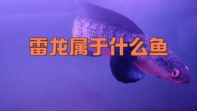 鬼王雷龍繁殖季節是什么時候