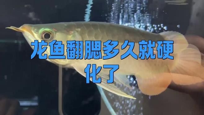 如何判斷龍魚翻鰓是否到了末期？