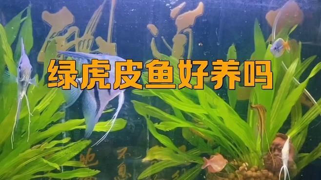 綠虎皮魚