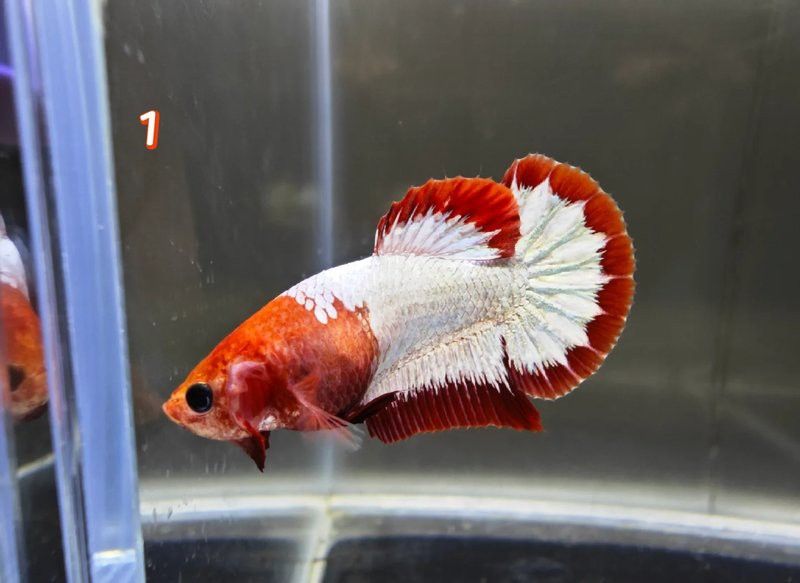 如何判斷龍魚是否成功產卵？