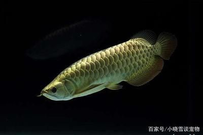金龍魚高背和過背有什么區別 圖（過背金龍魚與高背金龍魚的區別）