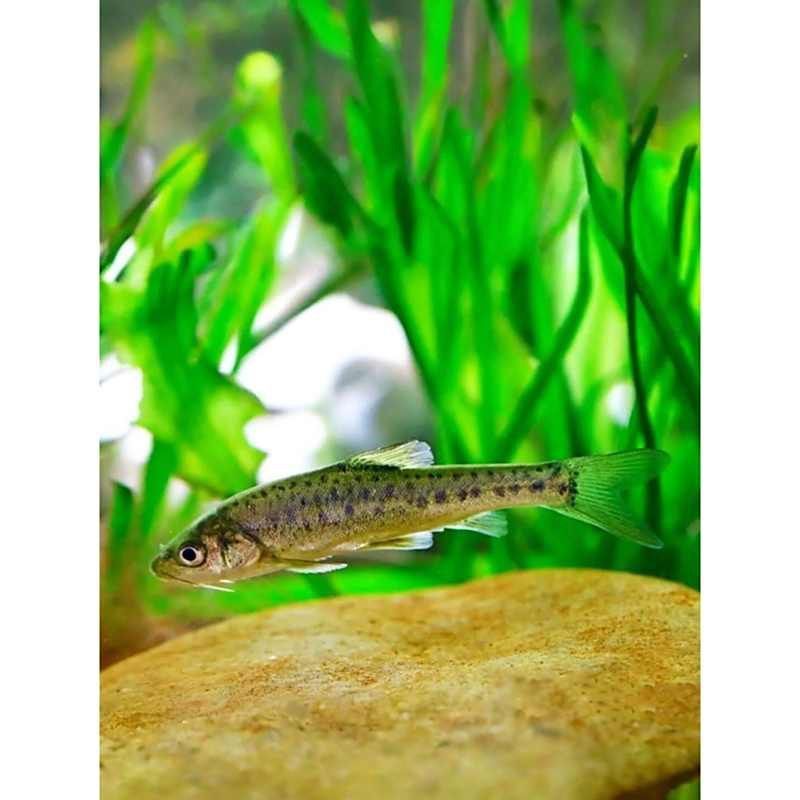 金雙線魚